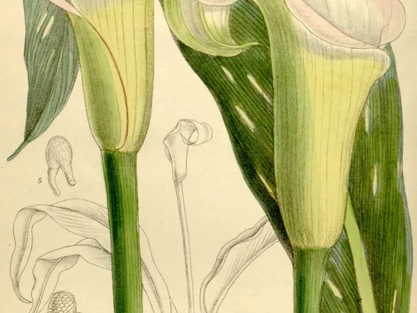 Foto von Kalla (Zantedeschia rehmannii).
