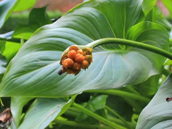 Foto von Kalla (Zantedeschia aethiopica).