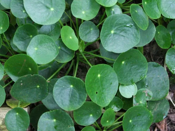 Foto von Kanonierblumen (Pilea peperomioides).