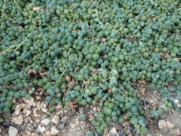 Foto von Kleinia (Kleinia rowleyana).