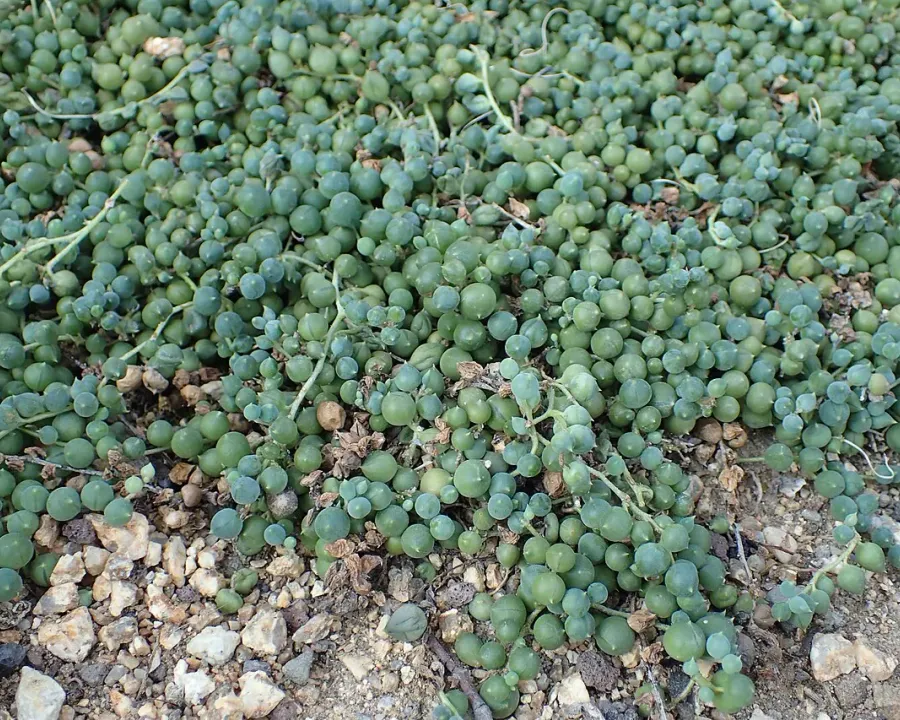 Foto von Kleinia (Kleinia rowleyana).