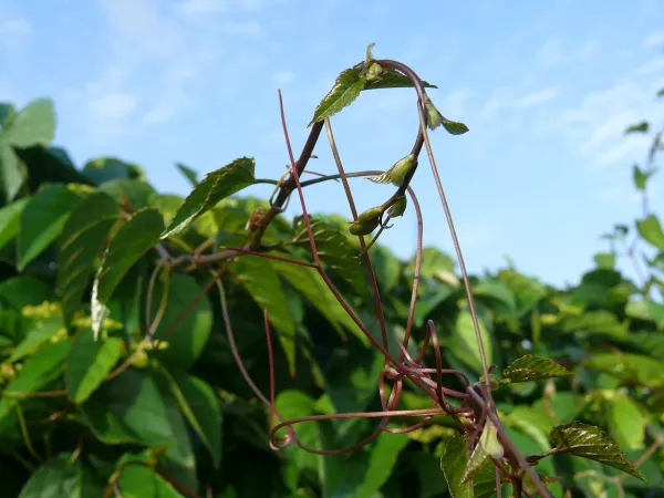 Foto von Klimme (Cissus antarctica).