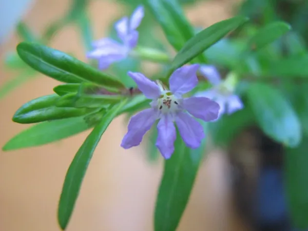 Foto von Köcherblümchen (Cuphea hyssopifolia).