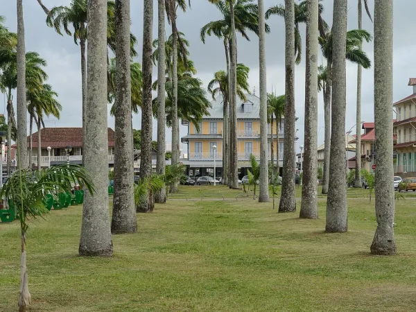 Foto von Königspalme (Roystonea oleracea).