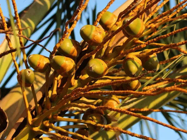 Foto von Kokospalme (Cocos nucifera).