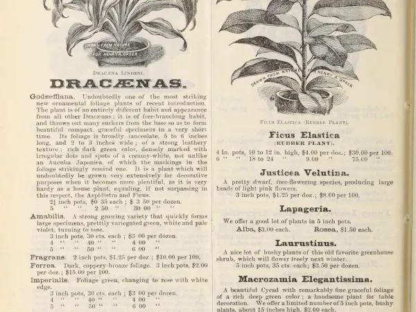 Foto von Korbmarante (Maranta massangeana).