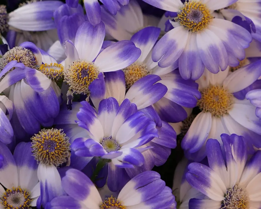 Foto von Kreuzkraut (Senecio cruentus).