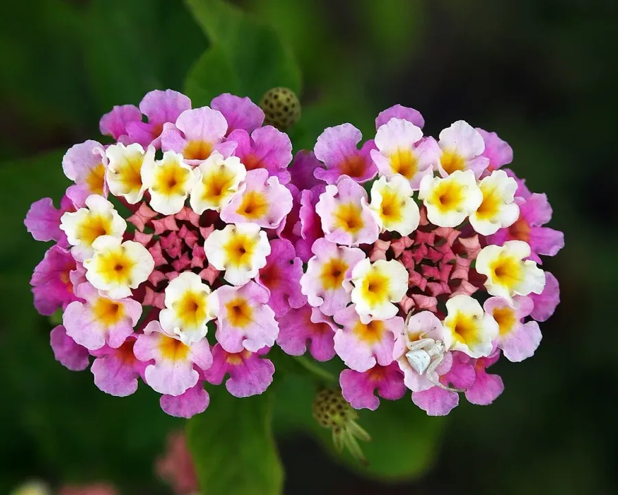 Foto von Lantana (Lantana camara).