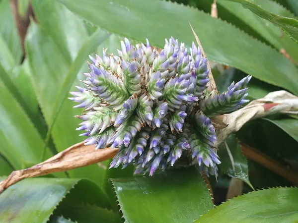 Foto von Lanzenrosette (Aechmea serrata).