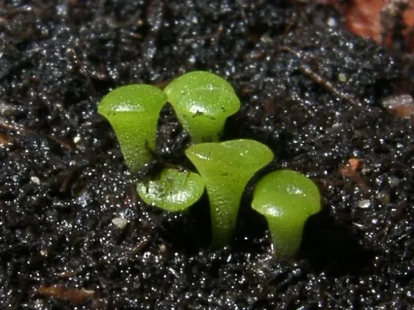 Foto von Lebende Steine (Lithops aucampiae).