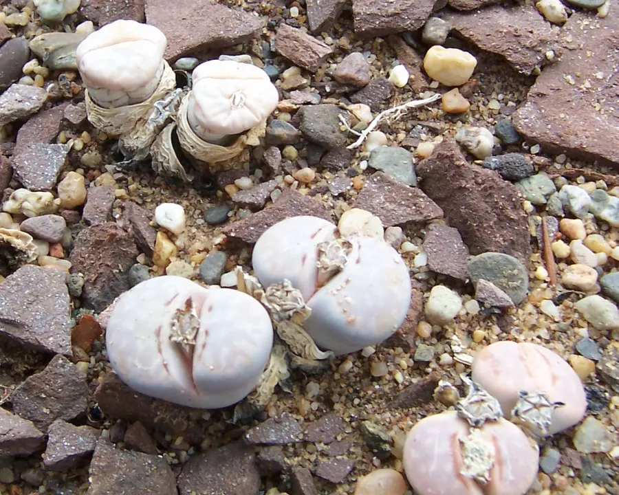 Foto von Lebende Steine (Lithops julii).