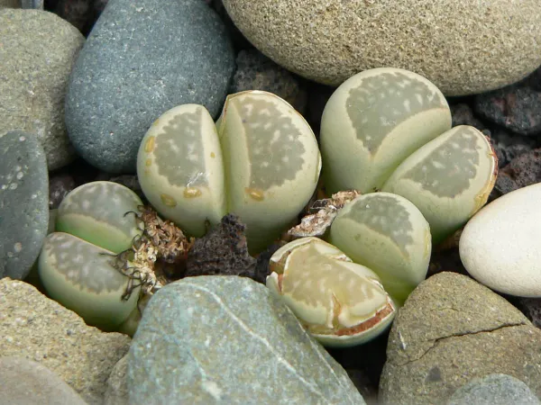 Foto von Lebende Steine (Lithops herrei).