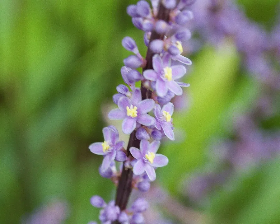 Foto von Liriope (Liriope muscari).