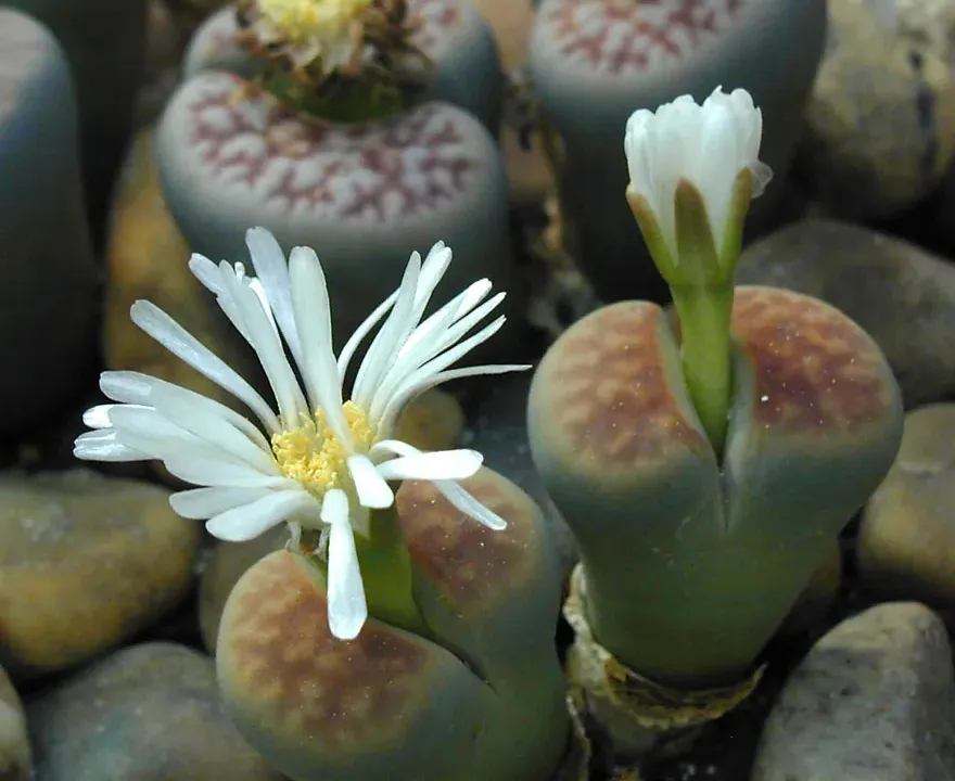 Foto von Lithops (Lithops karasmontana).