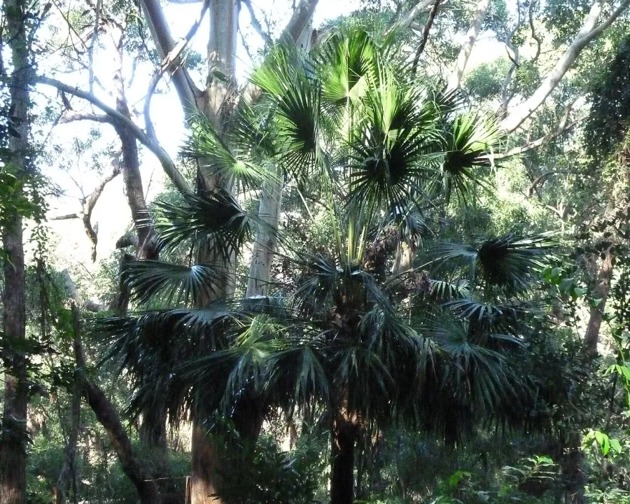 Foto von Livistona (Livistona australis).