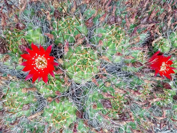 Foto von Lobivia (Lobivia hertrichiana).