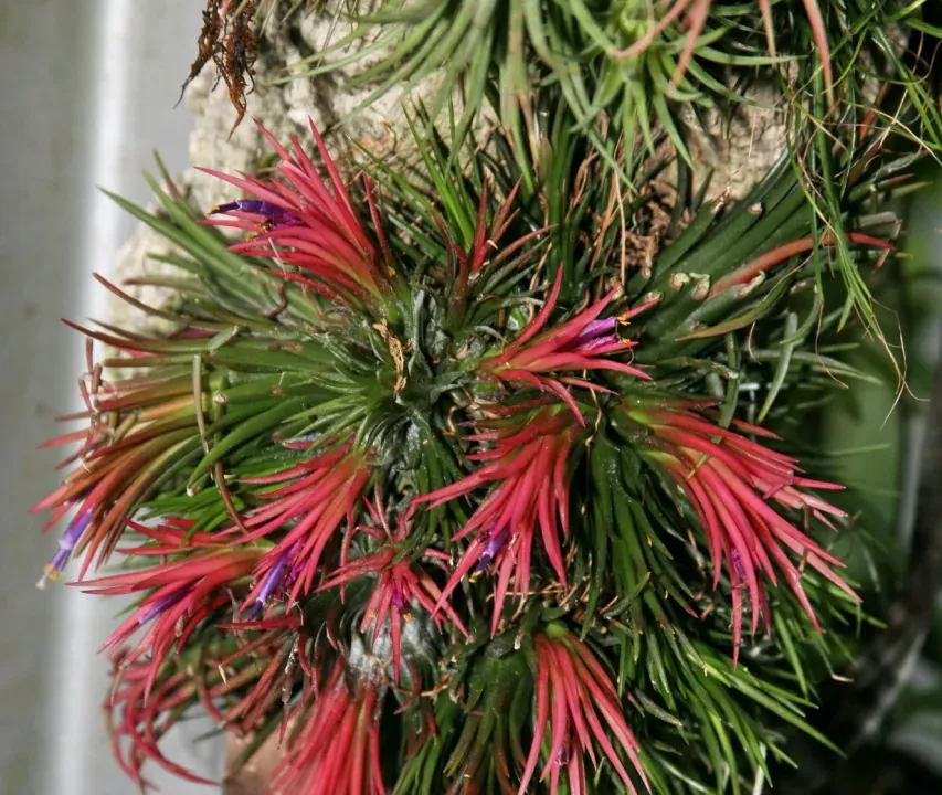 Foto von Luftpflanze (Tillandsia ionantha).