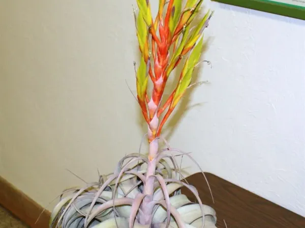 Foto von Luftpflanze (Tillandsia xerographica).