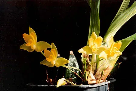 Foto von Lycaste (Lycaste cruenta).
