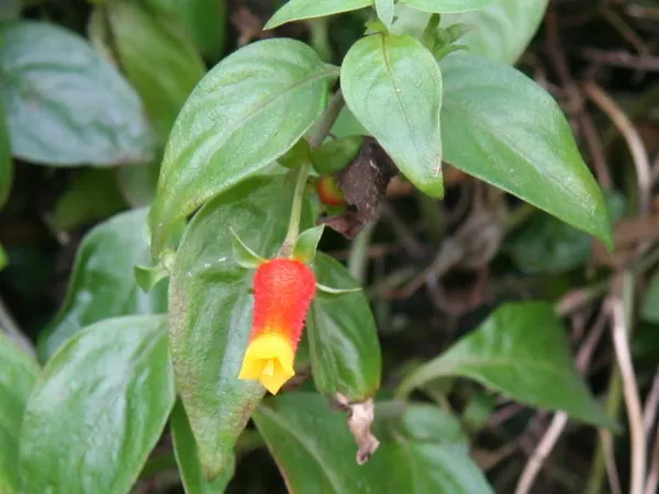 Foto von Manettia (Manettia luteorubra).