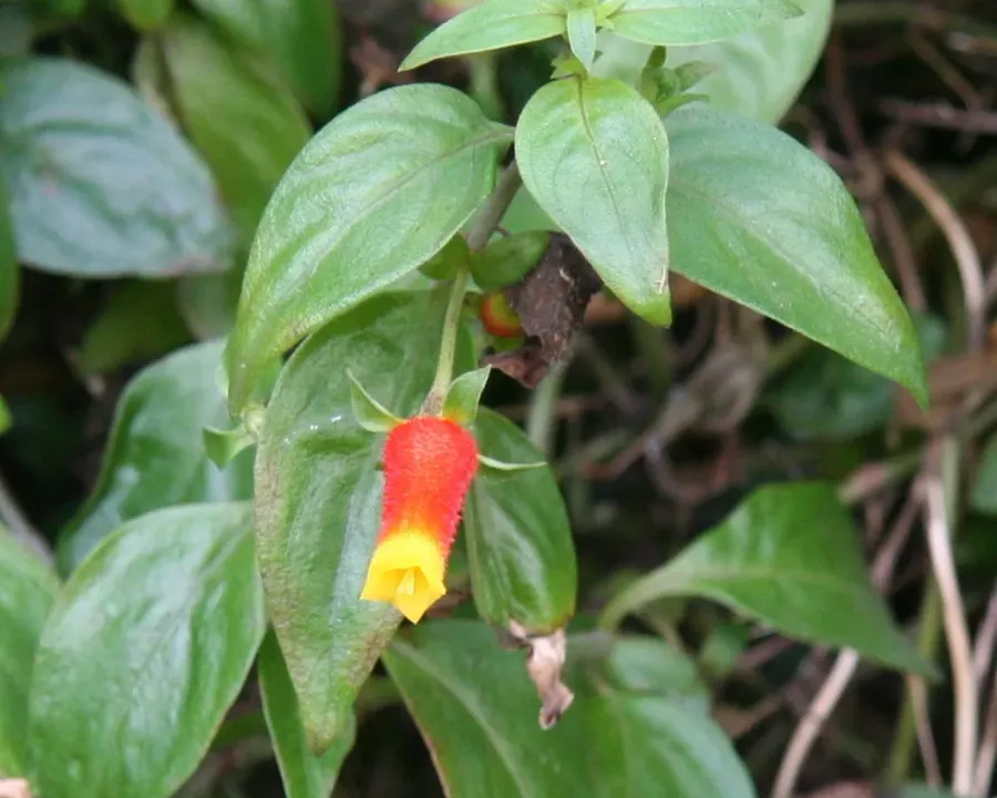 Foto von Manettia (Manettia luteorubra).
