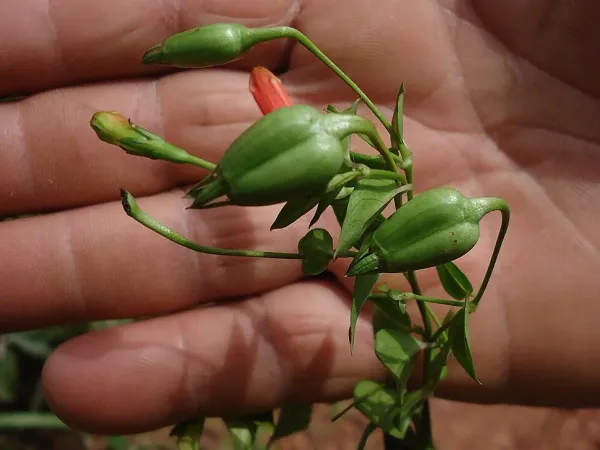 Foto von Manettia (Manettia cordifolia).