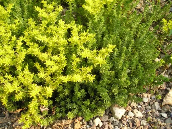 Foto von Mauerpfeffer (Sedum sexangulare).