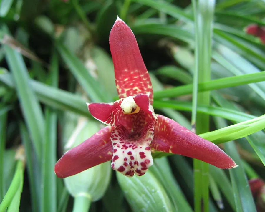 Foto von Maxillaria (Maxillaria tenuifolia).