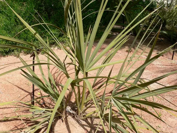 Foto von Mazaripalme (Nannorrhops ritchiana).