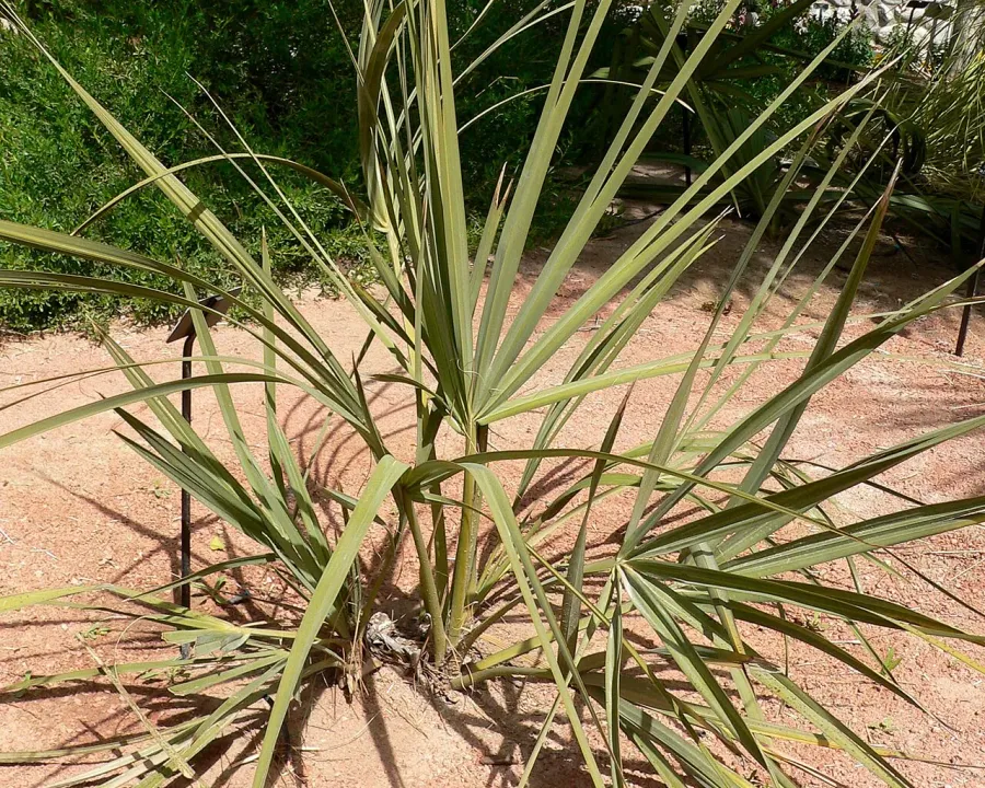 Foto von Mazaripalme (Nannorrhops ritchiana).