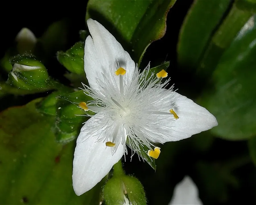 Foto von Mexikanische Dreimasterblume (Tradescantia fluminensis).