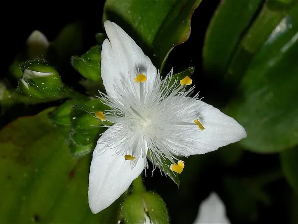 Foto von Mexikanische Dreimasterblume (Tradescantia fluminensis).