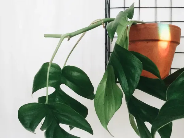 Foto von Mini-Monstera (Rhaphidophora tetrasperma).