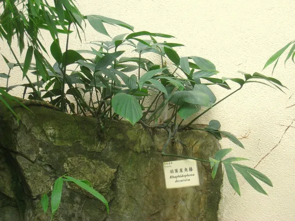 Foto von Mini-Monstera (Rhaphidophora decursiva).