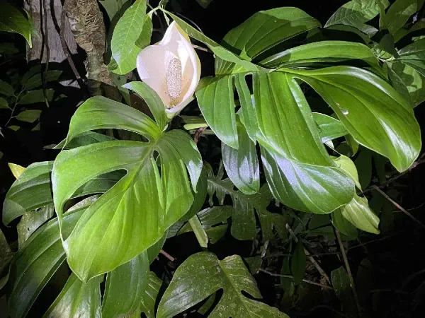 Foto von Monstera (Monstera dissecta).