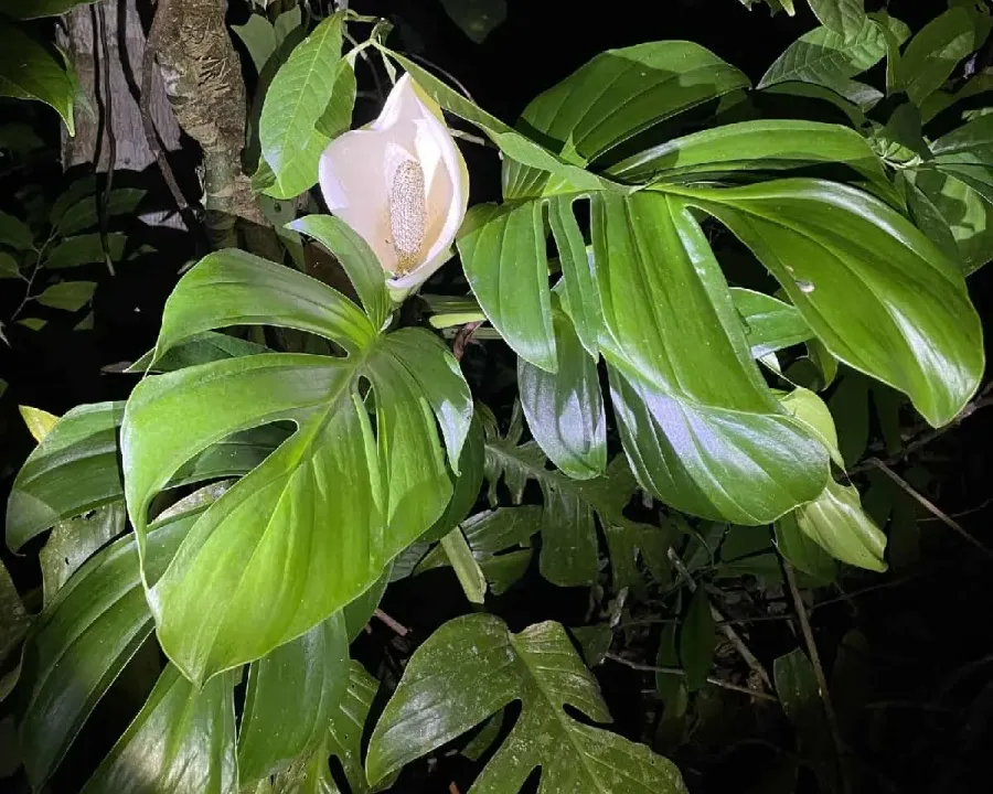 Foto von Monstera (Monstera dissecta).
