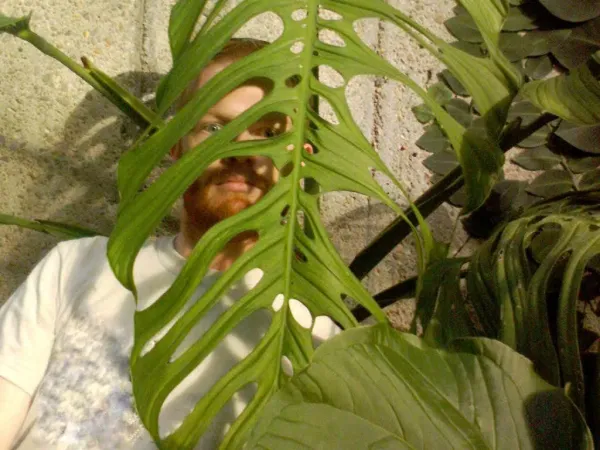 Foto von Monstera (Monstera esqueleto).