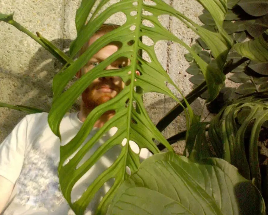 Foto von Monstera (Monstera esqueleto).