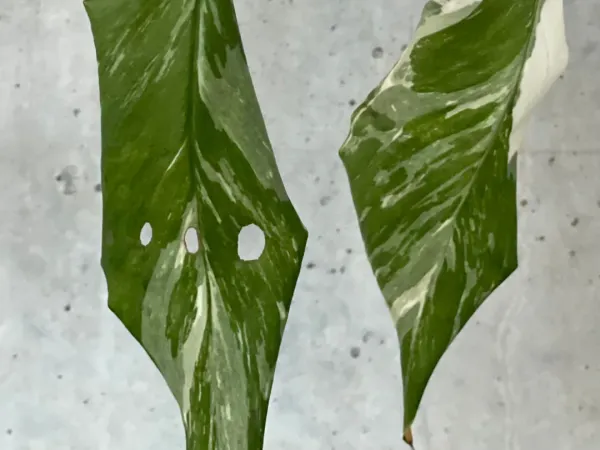 Foto von Monstera (Monstera lechleriana).