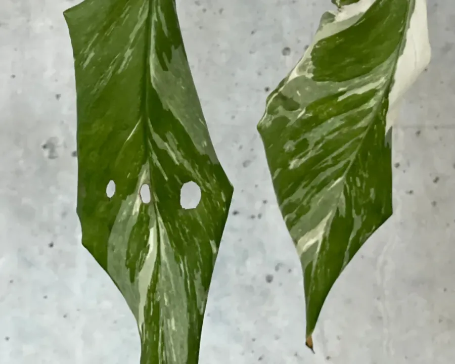 Foto von Monstera (Monstera lechleriana).
