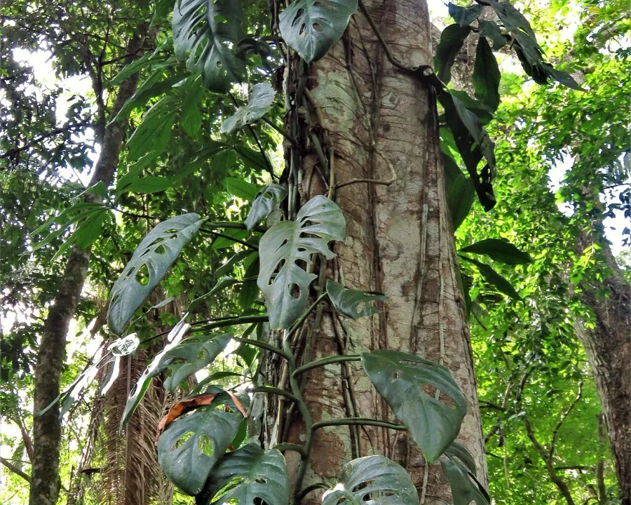 Foto von Monstera (Monstera acuminata).