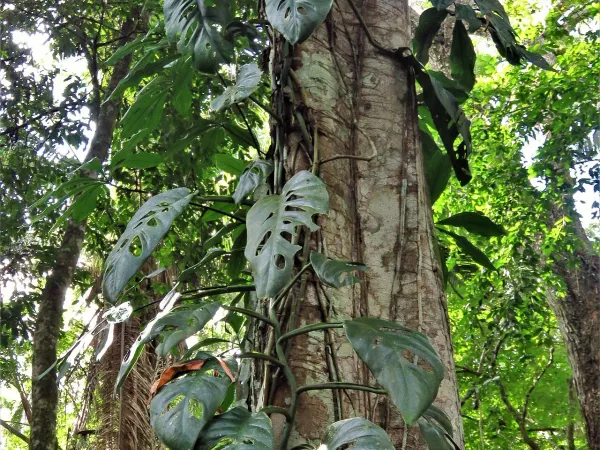 Foto von Monstera (Monstera acuminata).