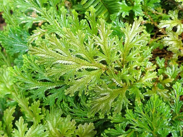 Foto von Moosfarn (Selaginella martensii).