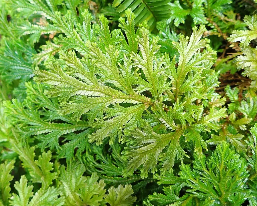 Foto von Moosfarn (Selaginella martensii).