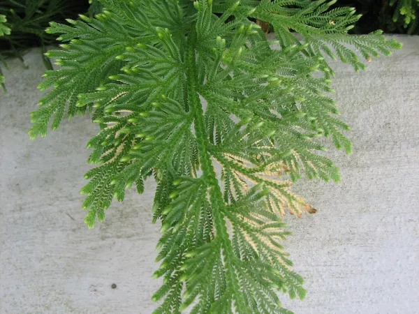 Foto von Moosfarn (Selaginella pallescens).