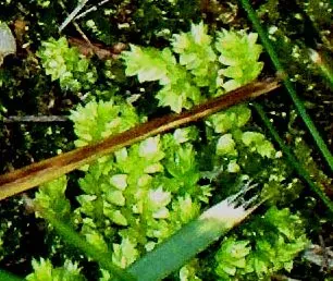 Foto von Moosfarn (Selaginella apoda).