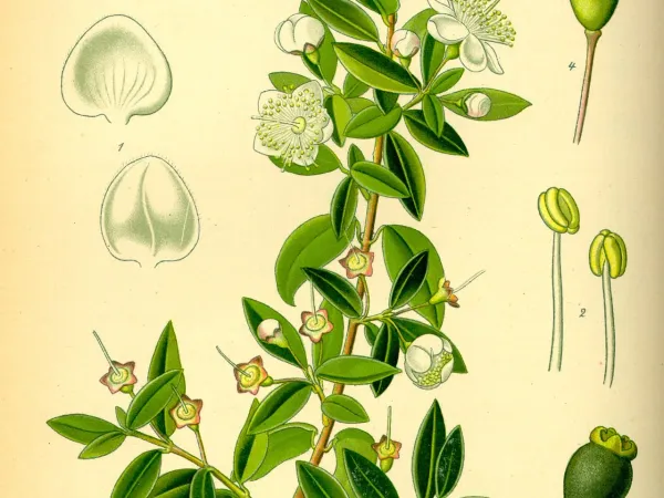 Foto von Myrte (Myrtus communis).
