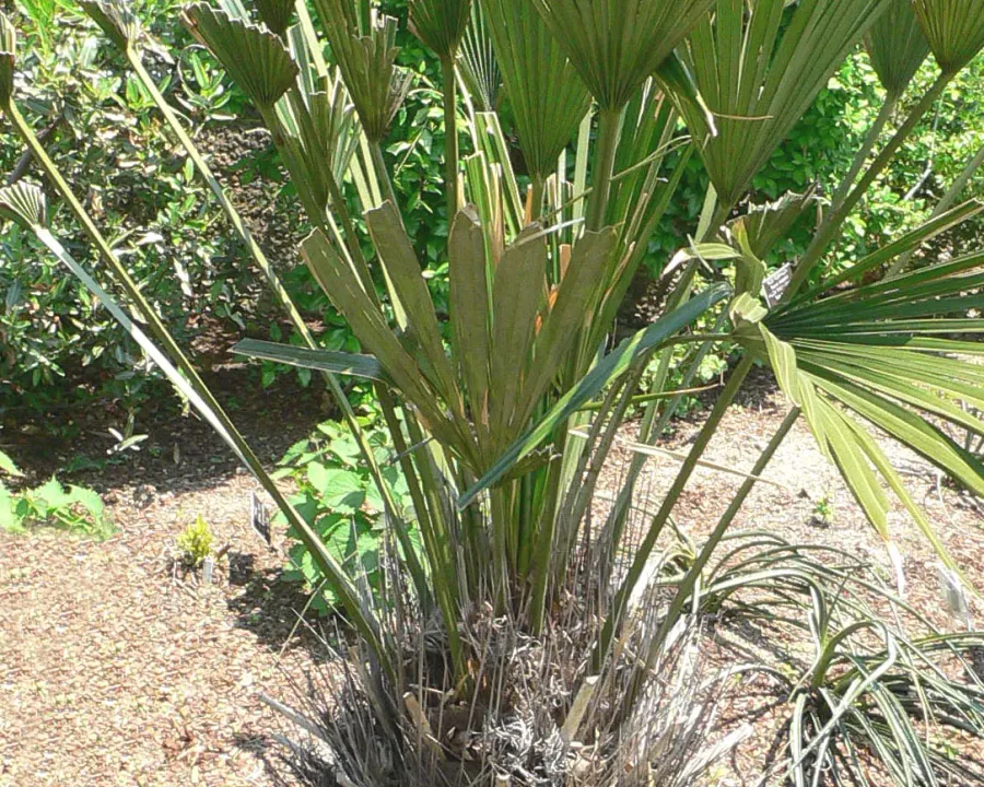 Foto von Nadelpalme (Rhapidophyllum hystrix).