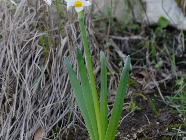 Foto von Narzissen (Narcissus tazetta).
