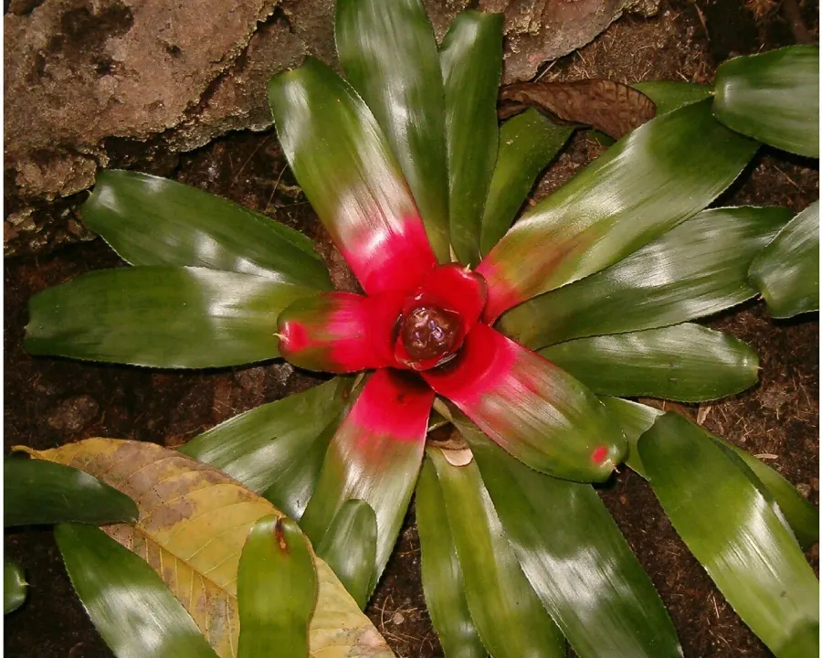 Foto von Neoregelia (Neoregelia carolinae).